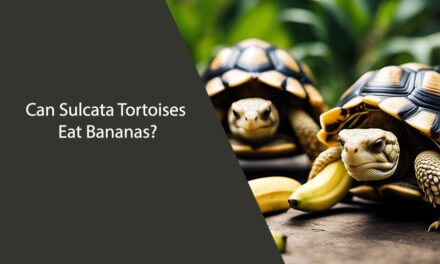 Can Sulcata Tortoises Eat Bananas?