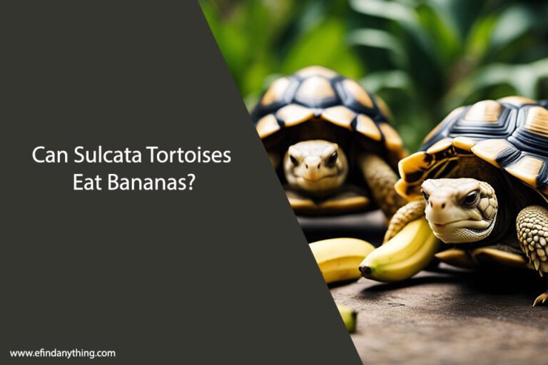 Can Sulcata Tortoises Eat Bananas