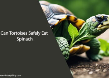 Can Tortoises Eat Spinach
