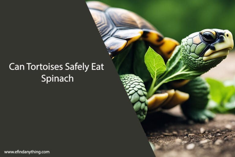 Can Tortoises Eat Spinach