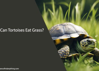 Can Tortoises Eat Grass