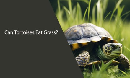 Can Tortoises Eat Grass?