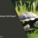Can Tortoises Eat Grass