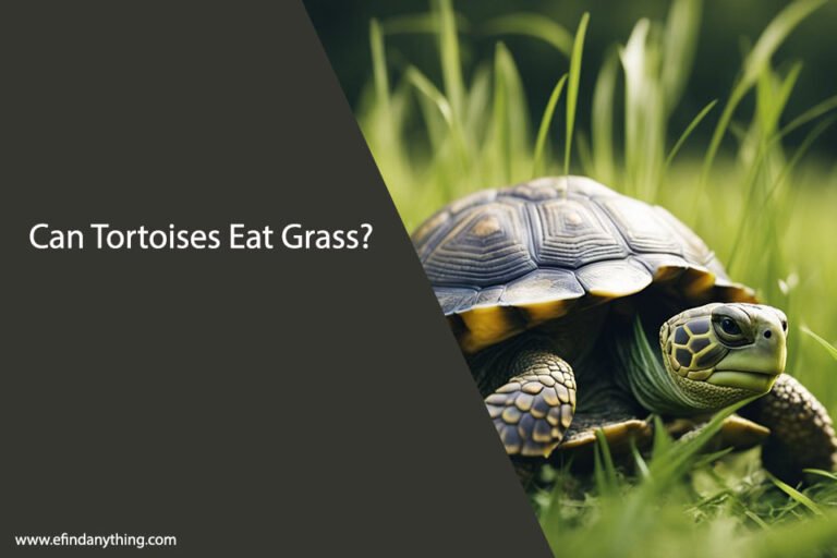 Can Tortoises Eat Grass