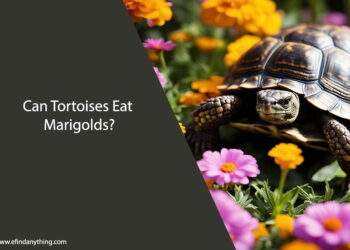 Can Tortoises Eat Marigolds