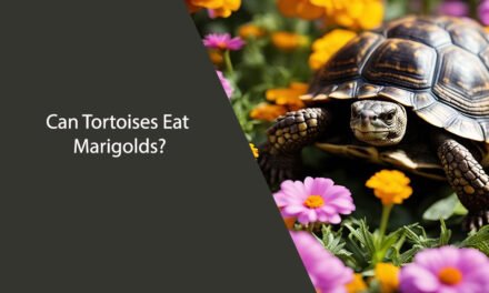 Can Tortoises Eat Marigolds?
