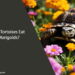 Can Tortoises Eat Marigolds
