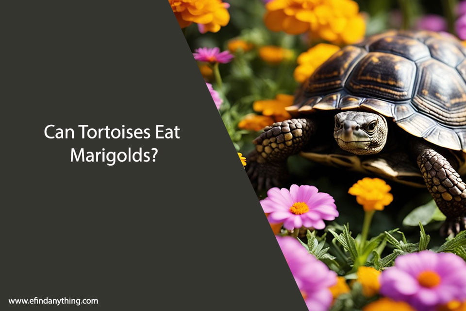 Can Tortoises Eat Marigolds