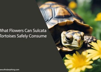 What Flowers Can Sulcata Tortoises Eat
