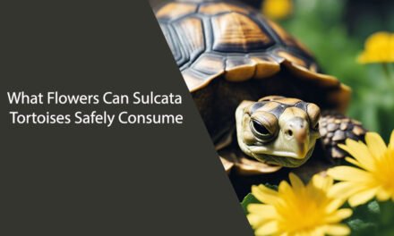 What Flowers Can Sulcata Tortoises Eat?