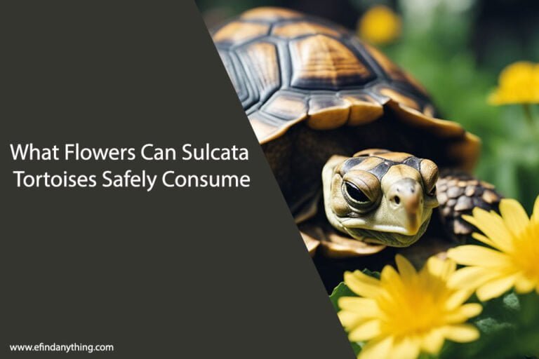 What Flowers Can Sulcata Tortoises Eat