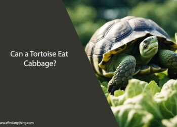 Can a Tortoise Eat Cabbage