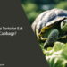 Can a Tortoise Eat Cabbage
