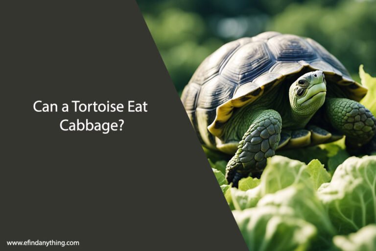 Can a Tortoise Eat Cabbage