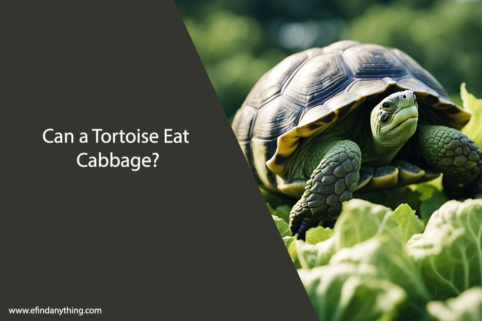 Can a Tortoise Eat Cabbage