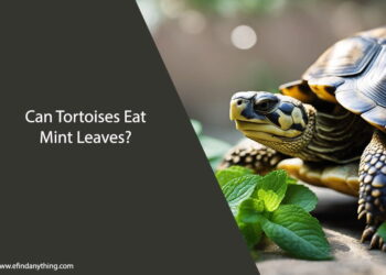 Can Tortoises Eat Mint Leaves