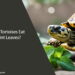 Can Tortoises Eat Mint Leaves