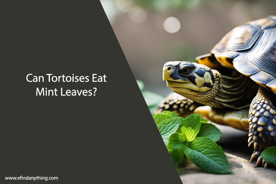 Can Tortoises Eat Mint Leaves