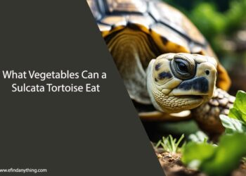What Vegetables Can a Sulcata Tortoise Eat