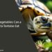 What Vegetables Can a Sulcata Tortoise Eat