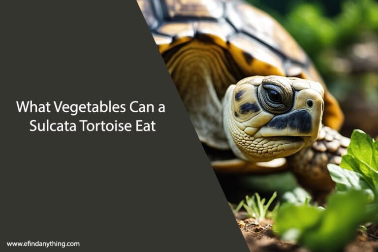 What Vegetables Can a Sulcata Tortoise Eat