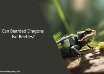 Can Bearded Dragons Eat Beetles