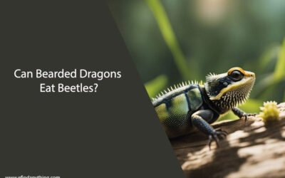 Can Bearded Dragons Eat Beetles?
