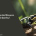 Can Bearded Dragons Eat Beetles