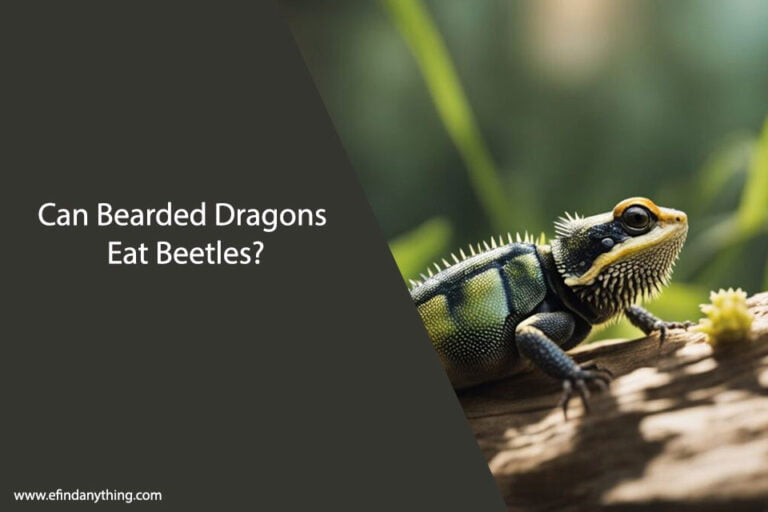 Can Bearded Dragons Eat Beetles