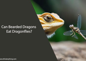 Can Bearded Dragons Eat Dragonflies