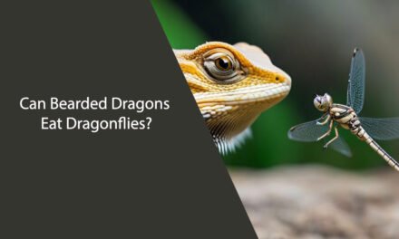 Can Bearded Dragons Eat Dragonflies?