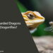 Can Bearded Dragons Eat Dragonflies
