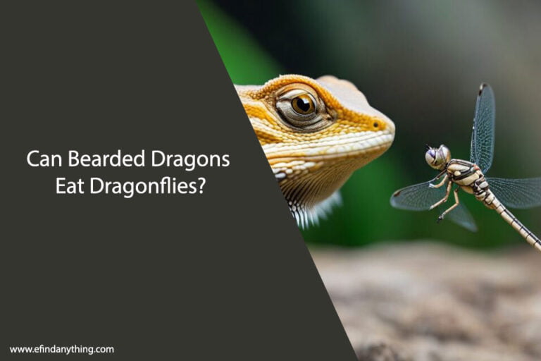 Can Bearded Dragons Eat Dragonflies