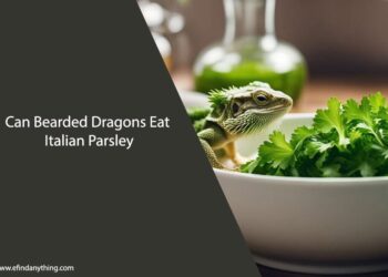 Can Bearded Dragons Eat Italian Parsley