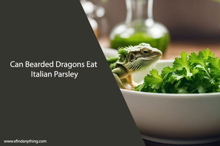Can Bearded Dragons Eat Italian Parsley