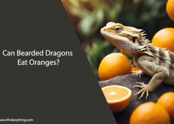 Can Bearded Dragons Eat Oranges