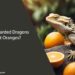 Can Bearded Dragons Eat Oranges