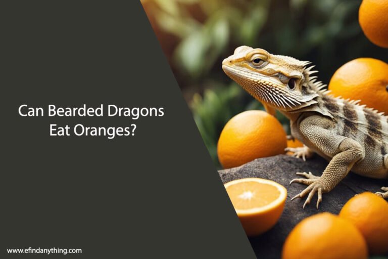 Can Bearded Dragons Eat Oranges