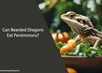 Can Bearded Dragons Eat Persimmons