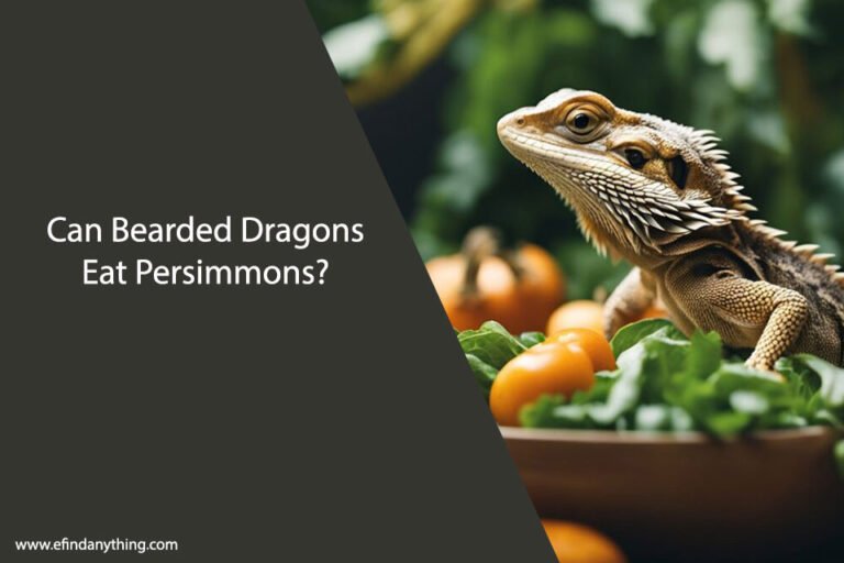 Can Bearded Dragons Eat Persimmons