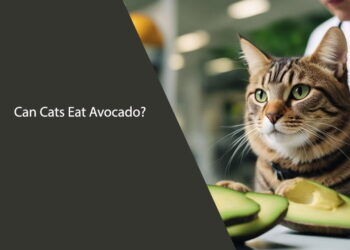Can Cats Eat Avocado