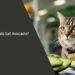 Can Cats Eat Avocado