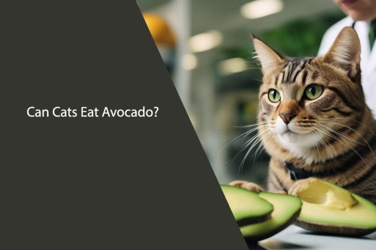 Can Cats Eat Avocado
