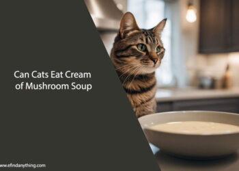 Can Cats Eat Cream of Mushroom Soup