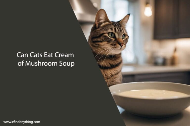 Can Cats Eat Cream of Mushroom Soup