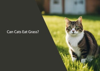 Can Cats Eat Grass
