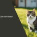 Can Cats Eat Grass