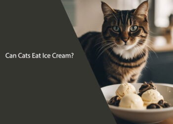 Can Cats Eat Ice Cream