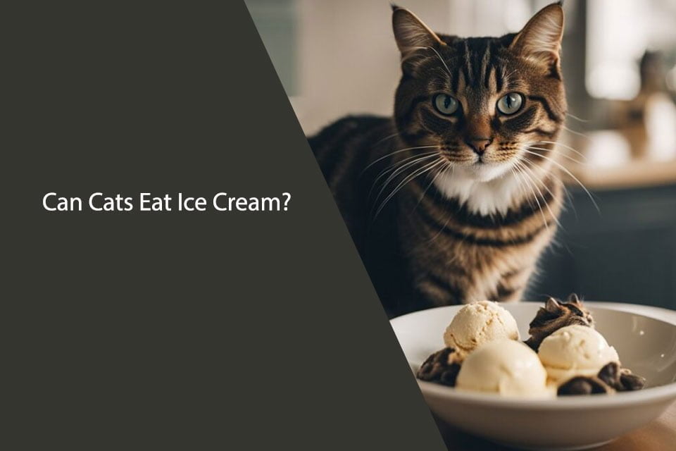 Can Cats Eat Ice Cream