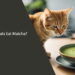Can Cats Eat Matcha